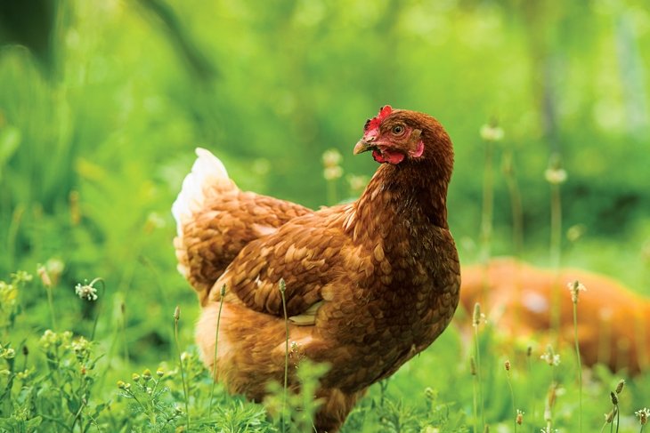 Backyard Chickens - additional resources
