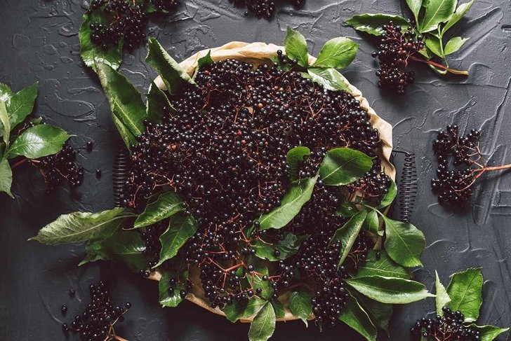 Fruit black elderberry on a dark background. (Sambucus nigra). European black elderberry background.