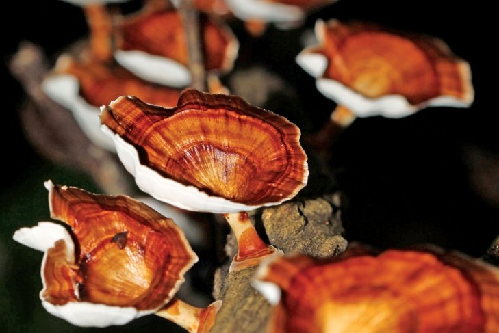 Reishi Mushroom
